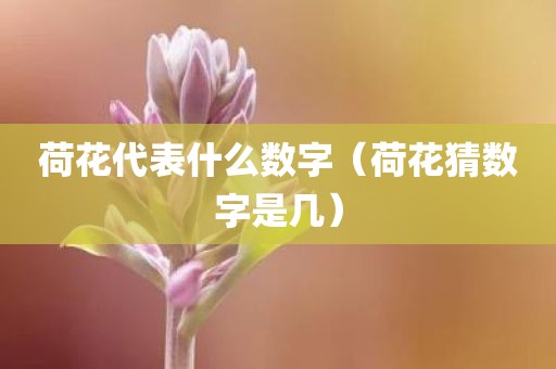 荷花代表什么数字（荷花猜数字是几）