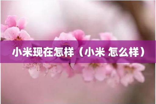 小米现在怎样（小米 怎么样）