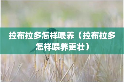 拉布拉多怎样喂养（拉布拉多怎样喂养更壮）