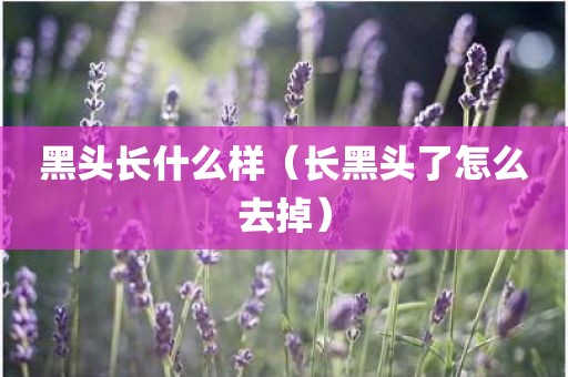 黑头长什么样（长黑头了怎么去掉）