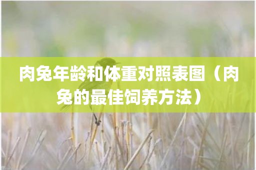 肉兔年龄和体重对照表图（肉兔的最佳饲养方法）