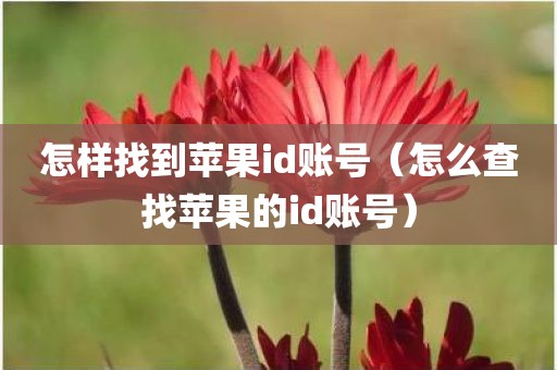 怎样找到苹果id账号（怎么查找苹果的id账号）