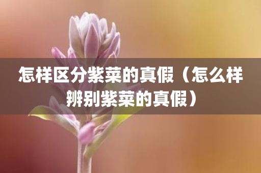 怎样区分紫菜的真假（怎么样辨别紫菜的真假）