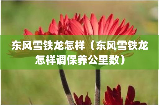 东风雪铁龙怎样（东风雪铁龙怎样调保养公里数）