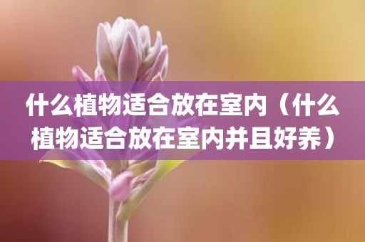 什么植物适合放在室内（什么植物适合放在室内并且好养）