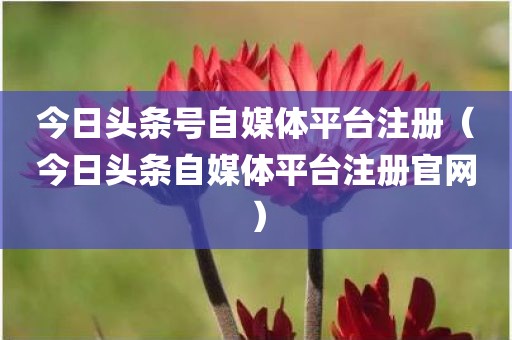 今日头条号自媒体平台注册（今日头条自媒体平台注册官网）