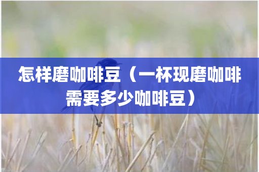 怎样磨咖啡豆（一杯现磨咖啡需要多少咖啡豆）