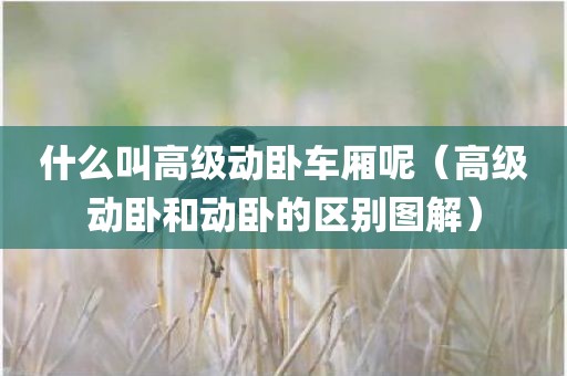 什么叫高级动卧车厢呢（高级动卧和动卧的区别图解）