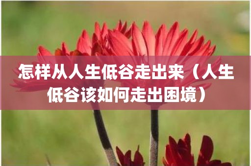 怎样从人生低谷走出来（人生低谷该如何走出困境）
