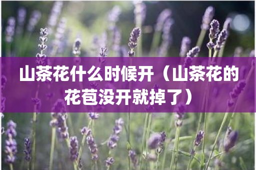 山茶花什么时候开（山茶花的花苞没开就掉了）