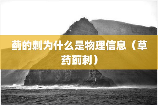 蓟的刺为什么是物理信息（草药蓟刺）