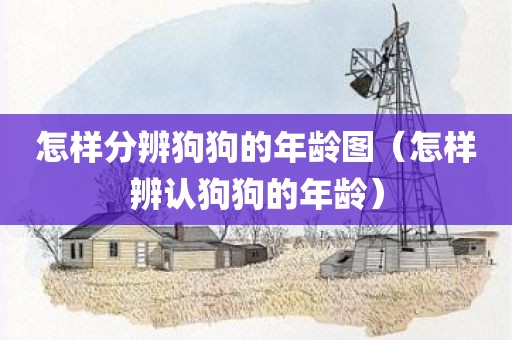 怎样分辨狗狗的年龄图（怎样辨认狗狗的年龄）