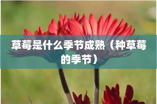 草莓是什么季节成熟(种草莓的季节)