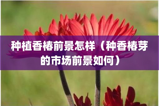 种植香椿前景怎样（种香椿芽的市场前景如何）