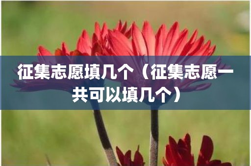 征集志愿填几个(征集志愿一共可以填几个)