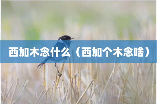 西加木念什么（西加个木念啥）