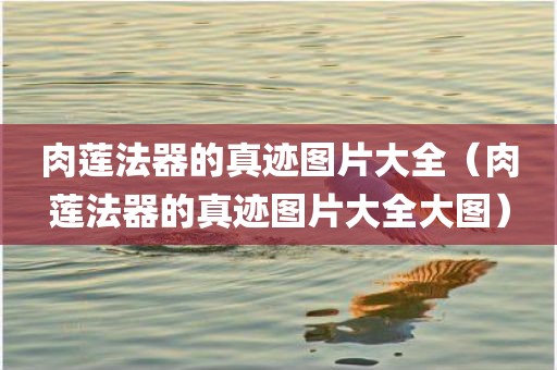 肉莲法器的真迹图片大全（肉莲法器的真迹图片大全大图）