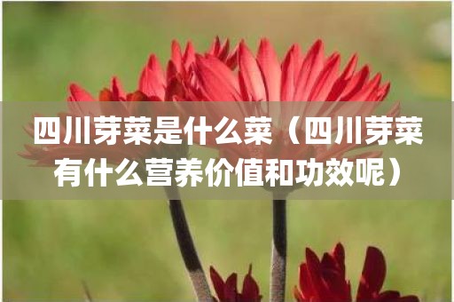 四川芽菜是什么菜（四川芽菜有什么营养价值和功效呢）