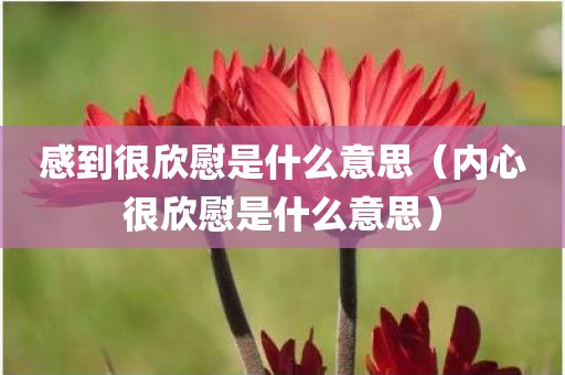 感到很欣慰是什么意思（内心很欣慰是什么意思）