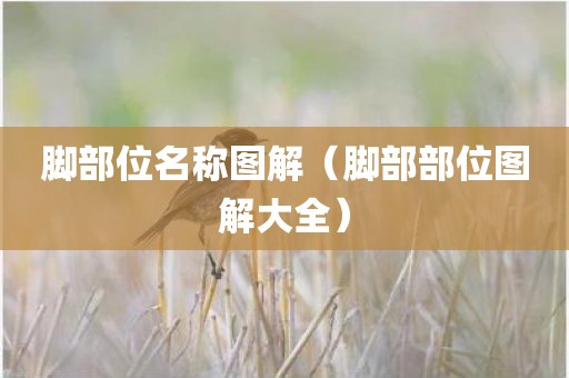 脚部位名称图解(脚部部位图解大全)