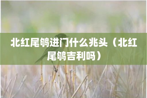北红尾鸲进门什么兆头（北红尾鸲吉利吗）