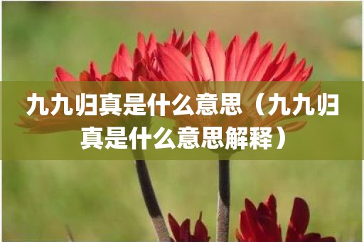 九九归真是什么意思（九九归真是什么意思解释）