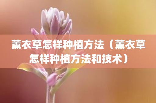 薰衣草怎样种植方法（薰衣草怎样种植方法和技术）