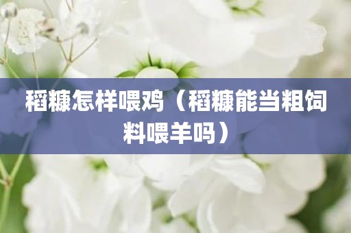 稻糠怎样喂鸡（稻糠能当粗饲料喂羊吗）