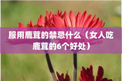 服用鹿茸的禁忌什么（女人吃鹿茸的6个好处）