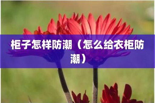 柜子怎样防潮（怎么给衣柜防潮）