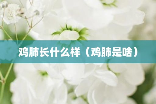 鸡肺长什么样（鸡肺是啥）