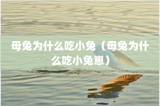 母兔为什么吃小兔（母兔为什么吃小兔崽）