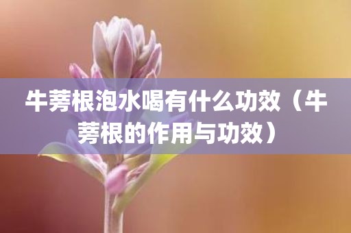 牛蒡根泡水喝有什么功效（牛蒡根的作用与功效）