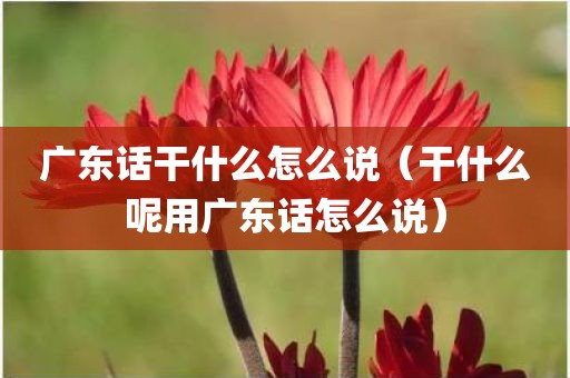 广东话干什么怎么说（干什么呢用广东话怎么说）