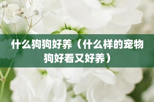 什么狗狗好养（什么样的宠物狗好看又好养）
