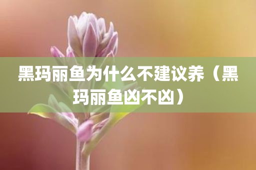 黑玛丽鱼为什么不建议养(黑玛丽鱼凶不凶)
