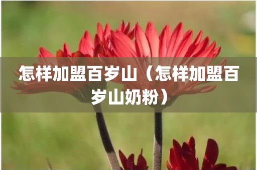 怎样加盟百岁山（怎样加盟百岁山奶粉）