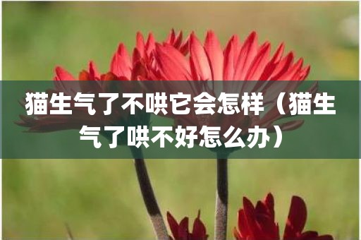 猫生气了不哄它会怎样（猫生气了哄不好怎么办）