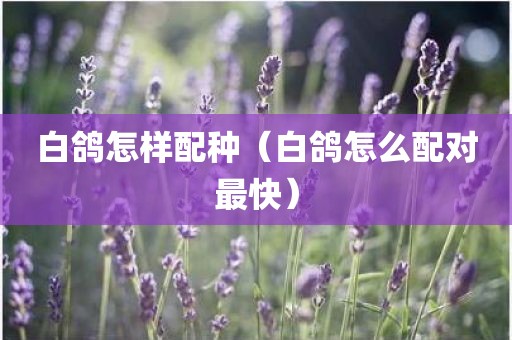 白鸽怎样配种（白鸽怎么配对最快）