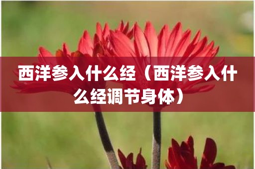 西洋参入什么经（西洋参入什么经调节身体）