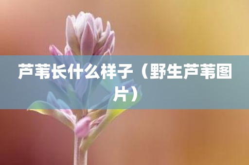 芦苇长什么样子（野生芦苇图片）