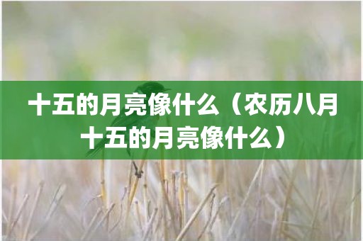 十五的月亮像什么（农历八月十五的月亮像什么）