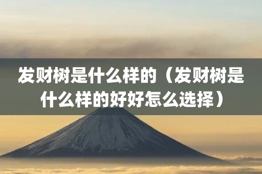 发财树是什么样的（发财树是什么样的好好怎么选择）