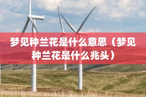 梦见种兰花是什么意思（梦见种兰花是什么兆头）