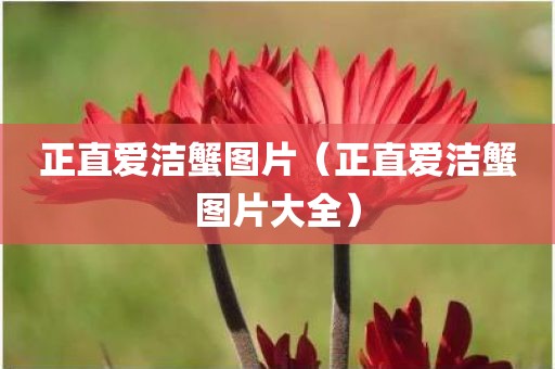 正直爱洁蟹图片（正直爱洁蟹图片大全）