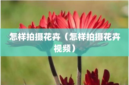 怎样拍摄花卉（怎样拍摄花卉视频）