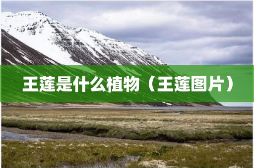 王莲是什么植物（王莲图片）