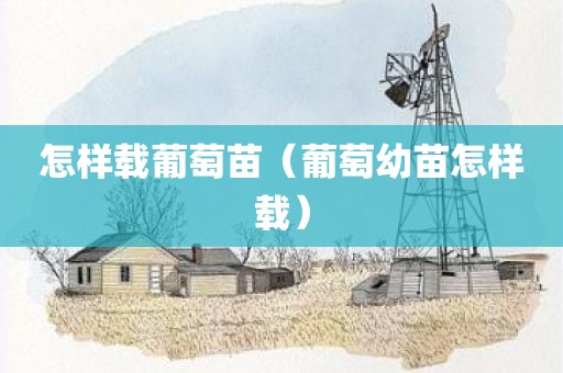 怎样载葡萄苗（葡萄幼苗怎样载）