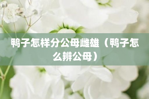 鸭子怎样分公母雌雄（鸭子怎么辨公母）