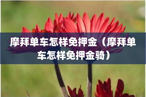 摩拜单车怎样免押金（摩拜单车怎样免押金骑）